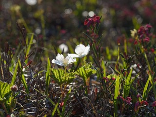 The white flowers of the cloudberry , Rubus chamaemorus