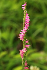Late August in Shiga-kogen Highland, Nagano, Japan