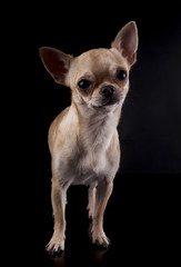 chihuahua in studio