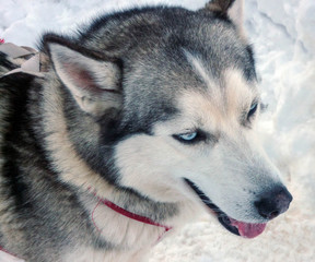 Husky