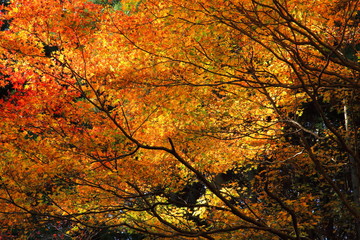 Autumn in Kyoto and Shiga, Japan