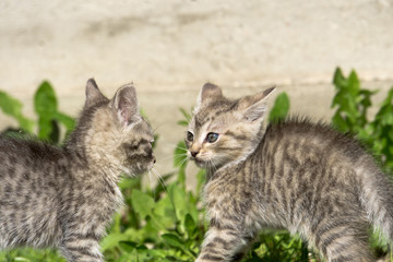 Tabby Kitten Play Outside