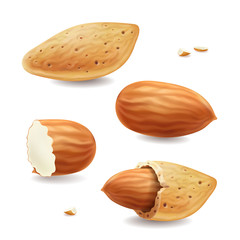 Almond nuts with shell isolated on white background Realistic vector