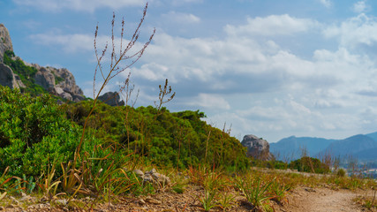Beautiful summer landscape