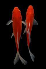 Naklejka premium Koi fish Red and white