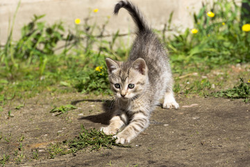 Naklejka na ściany i meble Tabby Kitten Play Outside