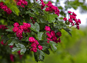 Pink hawthorn (crataegus) flowers