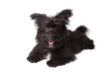 Adorable mixed breed dog isolated on white