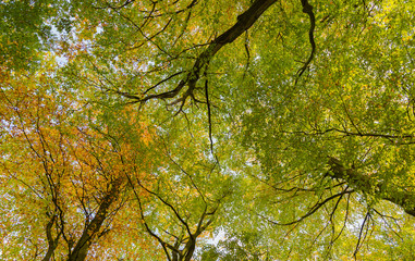 Fototapeta premium Looking up into typical British birch woodland canopy in autumn