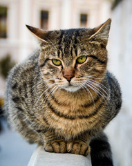 Cats of Istanbul