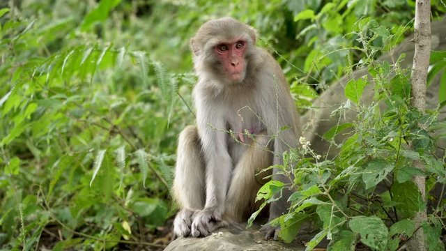 A female macaque sits on a rock in the jungles of Asia. In the forests of Nepal there live many wild monkeys