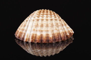 Sea shell of bivalvia isolated on black background