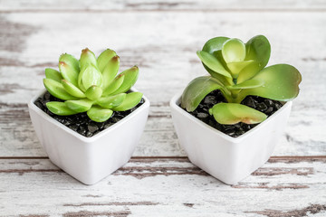 Artificial cactuses in white pots on white wooden background