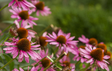 Pink Echinacea Flowers. Close up of pink Echinacea flowers. Pink Echinacea Flowers