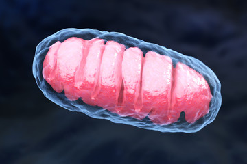 Mitochondrion - obrazy, fototapety, plakaty