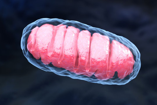 Mitochondrion