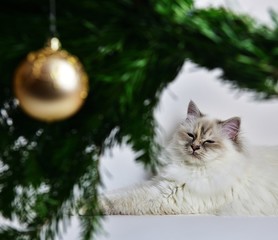 Our cat with decoration  /  Our cat with a Christmas decoration in the front. Focus is on the cat's head.