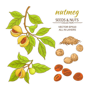 nutmeg vector set