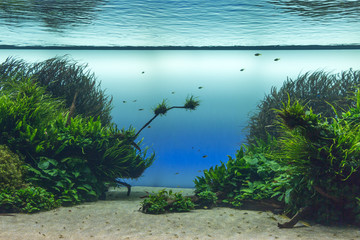 Beautiful Tropical Freshwater Aquarium with Green Plants and Fis