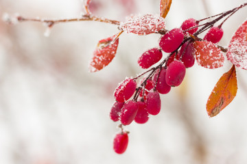 barberry brunches under the snow on the winter day