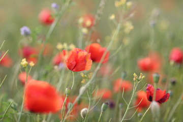 Blooming red poppy field in June on the peninsula of Crimea