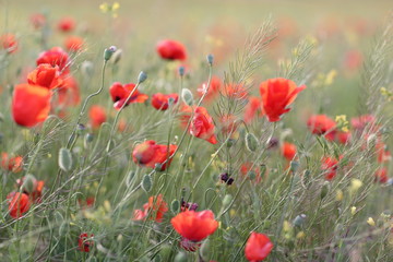 Blooming red poppy field in June on the peninsula of Crimea