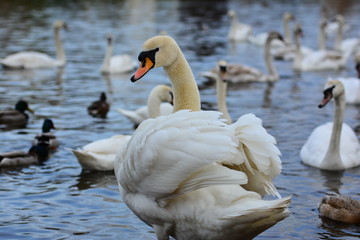 White swan on Vltava river, close up