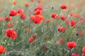 Blooming red poppy field in June on the peninsula of Crimea