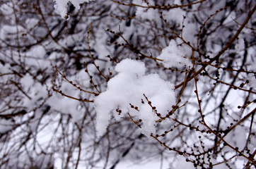 The tree branches in the snow. Winter background.