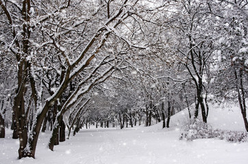 The trees in the Park in winter. It's snowing