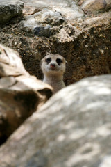 Meerkat in the zoo