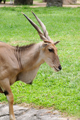 Gazelle antelope in the zoo