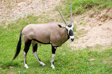 Naklejka na ściany i meble Gazelle antelope in the zoo