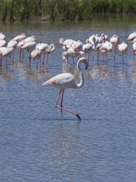 Flamingos at the Camargue region