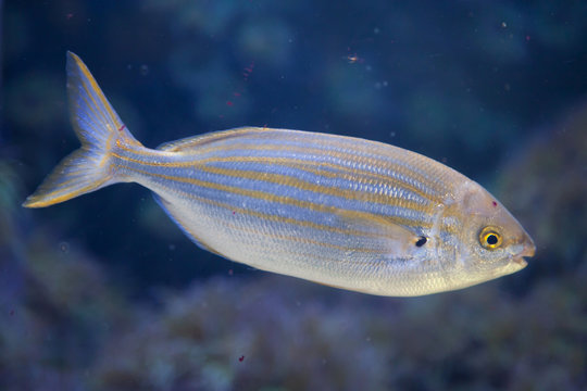 Salema porgy fish (Sarpa salpa)