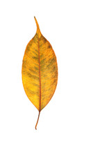 Isolated colorful leaf on white background