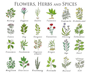 Set of spices, herbs and officinale plants icons. Healing plants.