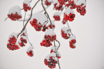 Rowanberries Covered with Snow at Winter