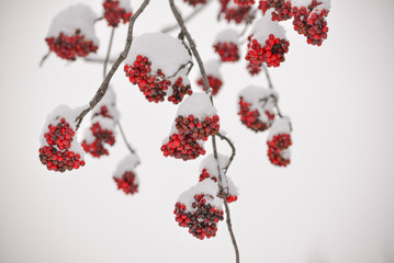 Rowanberries Covered with Snow at Winter