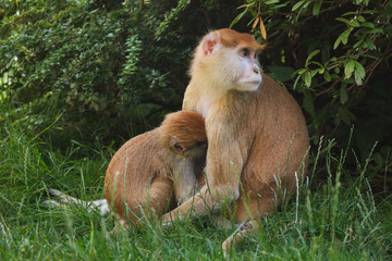 Patas monkey (Erythrocebus patas)