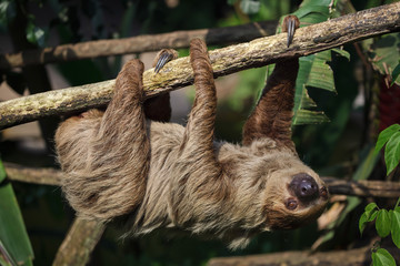 Naklejka premium Linnaeus's two-toed sloth (Choloepus didactylus)