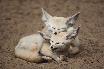 Naklejka na ściany i meble Fennec foxes (Vulpes zerda).
