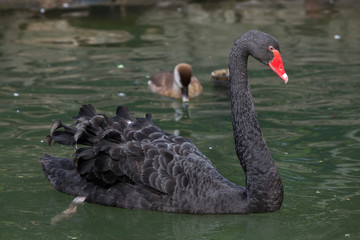 Fototapeta premium Black swan (Cygnus atratus).