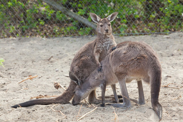 Naklejka na ściany i meble Western grey kangaroo (Macropus fuliginosus melanops)