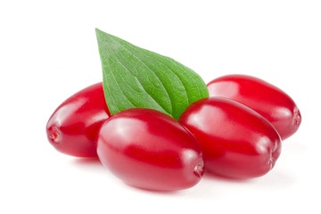 dogwood berry with leaf isolated on white background