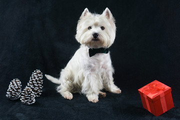 White dog, West Highland White Terrier, with Christmas gifts, black background