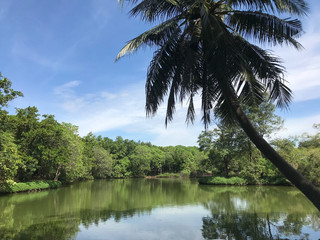 Palmtree and lake at Sri Nakhon Khuean Khan Park