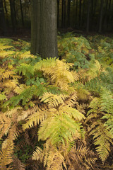 Wald, Waldboden mit Farn bewachsen im Herbst.
