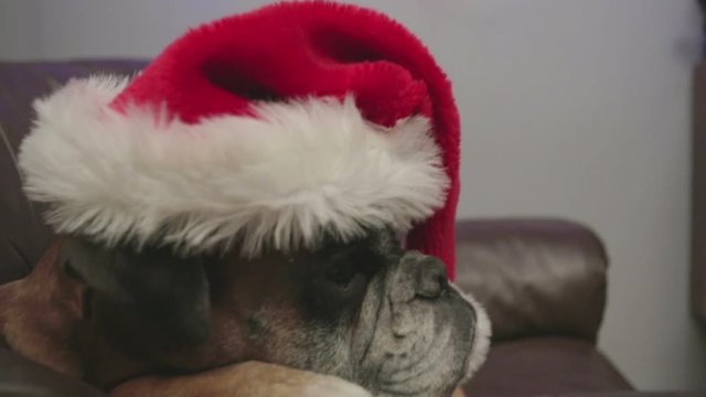 Boxer dog with santa hat lying down on armchair.
