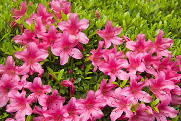 pink flower in graden.